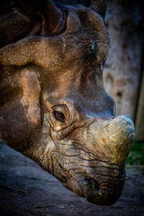 Fototapeta premium the closeup image of Indian rhinoceros (Rhinoceros unicornis). It is the second largest living rhinoceros species. It is native to the Indo-Gangetic Plain 