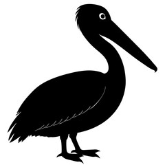 pelican