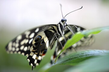 Citrus swallowtail (Papilio demodocus) on a leaf