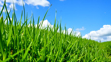 Obraz premium Green grass and blue sky with white clouds