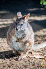 The Parma wallaby (Notamacropus parma) is a small, shy marsupial native to eastern Australia. It has a reddish-brown coat with a pale belly 