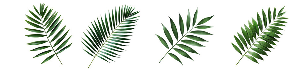 Vibrant Tropical Palm Leaves on Natural Background  Closeup of Green Lush Foliage Fronds in Exotic Jungle or Rainforest Environment  Organic Nature Pattern and Textured Landscape