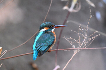 カワセミ川蝉 common kingfisher