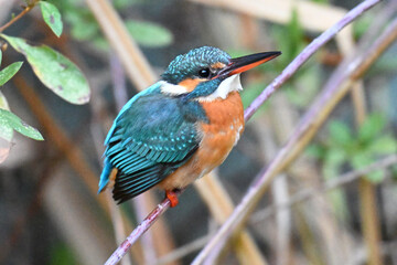 カワセミ川蝉 common kingfisher