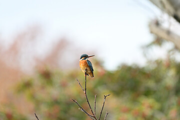 カワセミ川蝉 common kingfisher