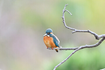 カワセミ川蝉 common kingfisher