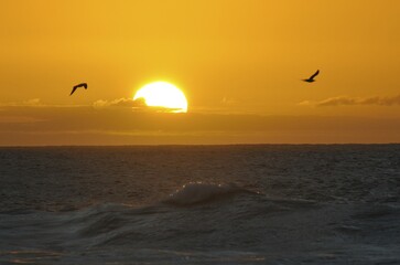 Gulls at sunset at the Atlantic Ocean, Fuerteventura, Canary Islands, Spain, Europe