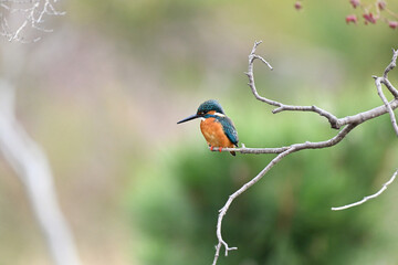 カワセミ川蝉 common kingfisher