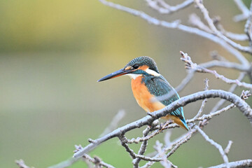 カワセミ川蝉 common kingfisher