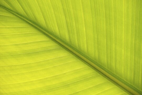 Leaf of a Bananito (Musa acuminata), banana plant