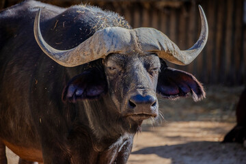 Naklejka premium The closeup image of african buffalo. it is a large Sub-Saharan African bovine. They are widely regarded as among the most dangerous animals on the African continent.