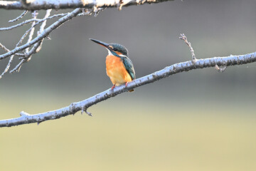 カワセミ川蝉 common kingfisher