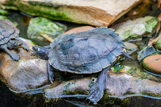 The false map turtle (Graptemys pseudogeographica) is a species of turtle endemic to the United States. It is a common pet species. 