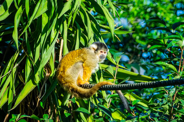The Black-headed Squirrel Monkey (Saimiri vanzolinii) is a small New World monkey found in a limited area of the Amazon Rainforest in Brazil. It has a black head, yellow limbs, and a long tail. 