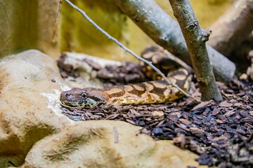 Dumeril's boa (Acrantophis dumerili) is a species of non-venomous snake in the family Boidae. The species is endemic to Madagascar. 