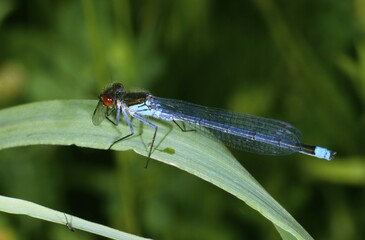 Red-eyed Damselfly (Erythromma najas), male with prey