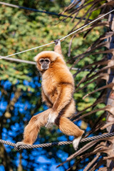 The white-handed gibbon (Hylobates lar) is a small arboreal primate from Southeast Asia, known for its long arms, white-marked hands, and agile brachiation. 