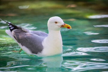 The Yellow-legged Gull (Larus michahellis) is a large seabird found along the Mediterranean coast, parts of Europe, and North Africa. It has a white body, gray wings, and distinctive yellow legs. 