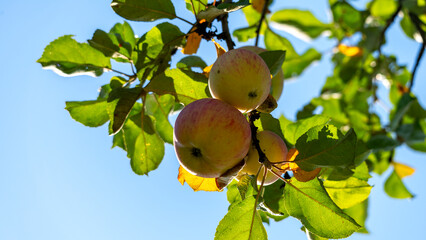 Three apples hanging from a tree in the sunlight. The apples are ripe and ready to be picked