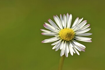 Obraz premium Daisy (Bellis perennis)