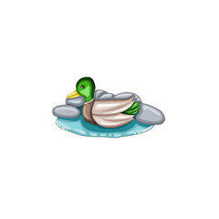 Fototapeta premium a teal duck swimming in a pool.