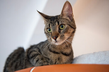 Junge getigerte Europäisch Kurzhaar Katze