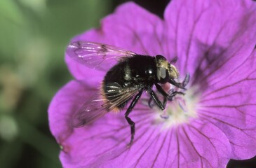 Hoverfly species (Volucella bombylans) nibbling pollen of Bloody cranesbill