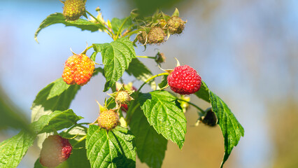 A bunch of red berries on a plant. The berries are ripe and ready to be picked. The plant is green and healthy, with leaves that are full and vibrant. Concept of abundance and freshness