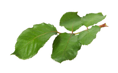Green leaves of rose isolated on white or transparent background. Profile view.