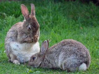 Rabbits are small mammals in the family Leporidae, which is in the order Lagomorpha. Wild.