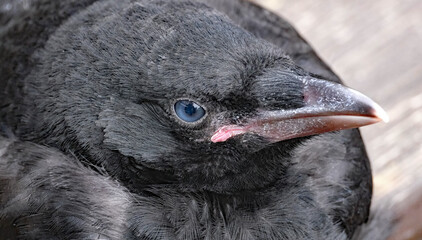 A crow is a bird of the genus Corvus, or more broadly, a synonym for all of Corvus. The word 