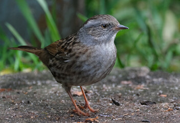 The dunnock is a small passerine, or perching bird, found throughout temperate Europe and into Asian Russia.