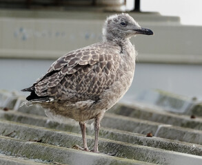The European herring gull is a large gull, up to 66 cm long. It breeds throughout the northern and western coasts of Europe