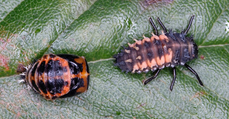 Harmonia axyridis is a large lady beetle or ladybug species that is most commonly known as the harlequin, Asian, or multicoloured Asian lady beetle