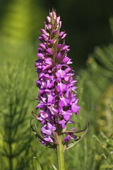 Heath Spotted Orchid, Moorland Spotted Orchid (Dactylorhiza maculata)