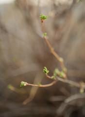 spring in the forest