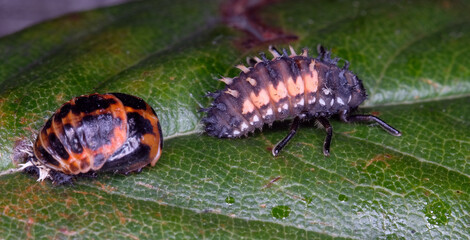 Harmonia axyridis is a large lady beetle or ladybug species that is most commonly known as the harlequin, Asian, or multicoloured Asian lady beetle