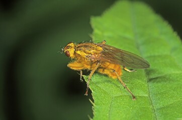 Common yellow dung fly (Scatophaga stercoraria)