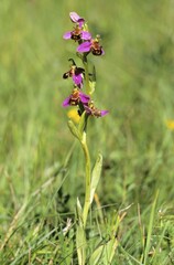 Bee Orchid (Ophrys apifera)