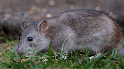 Grey rats are a type of rodent that are often brown or grey in color. They have coarse fur and are most commonly found in urban and rural areas. 