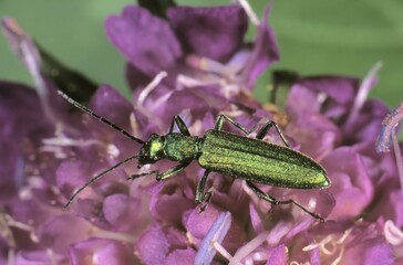 Blue-green Longhorn Beetle or Longicorn (Phytoecia coerulea) on a flowering Scabiosa
