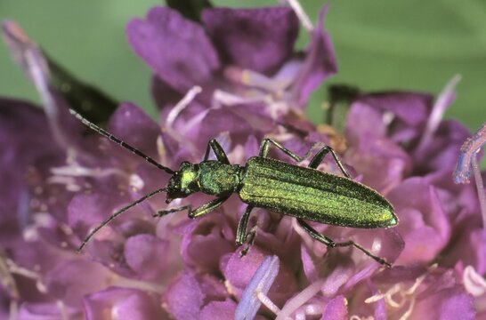 Blue-green Longhorn Beetle or Longicorn (Phytoecia coerulea) on a flowering Scabiosa