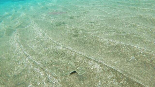 flatfish and fast finstripe goatfish hiding in the sandy seabed and swiftly fleeing