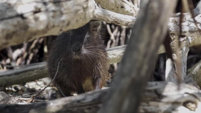 Cuban hutia (capromys pilorides) rodent animal hidden behind a wooden branch in Cuba
