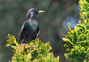 Starlings are small to medium-sized passerine birds in the family Sturnidae, common name of Sturnid. The Sturnidae are named for the genus Sturnus, which in turn comes from the Latin word for starling