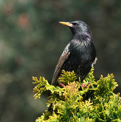 Starlings are small to medium-sized passerine birds in the family Sturnidae, common name of Sturnid. The Sturnidae are named for the genus Sturnus, which in turn comes from the Latin word for starling
