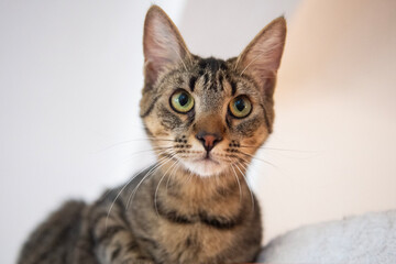 Porträt einer jungen getigerten Hauskatze