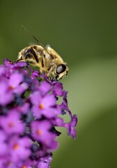 Honeybee (Apis) feeding on the summer bloom of Lilac or Butterfly Tree (Buddleja)