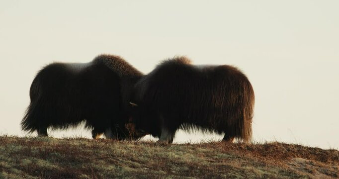 Rival aggressive musk oxen bulls fight head on in sunset glow Dovrefjell Norway