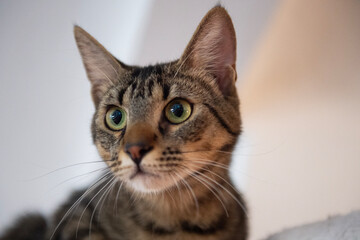 Junge getigerte Europäisch Kurzhaar Katze